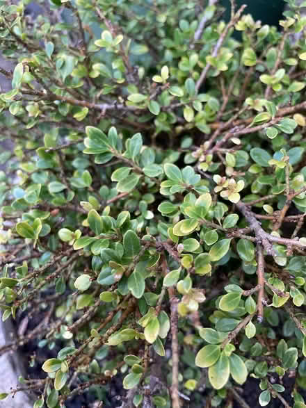 Photo of free Japanese holly (University of Bath) #1