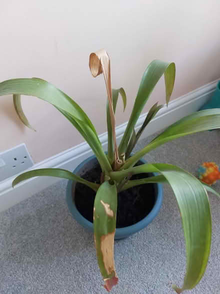 Photo of free Plant (Flackwell heath HP10) #3