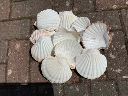Photo of free Scallop shells. (Wellesbourne CV35) #1