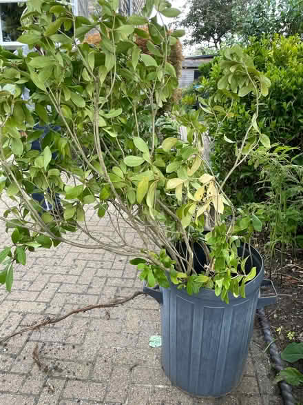 Photo of free Lilac shrubs/bushes (Harrogate HG2) #1