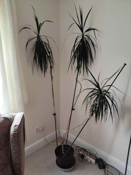 Photo of free Indoor Plant (Tonbridge TN9) #1