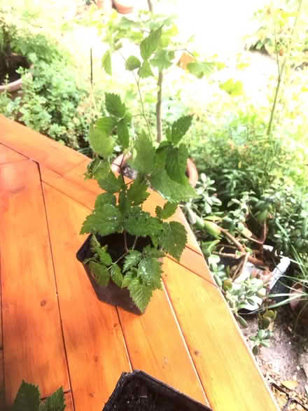Photo of free Blackberry (Wescott RG40) #1