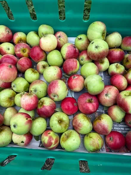 Photo of free Apples (Norbury CR7) #2