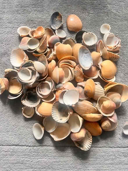 Photo of free Large seashells (Northchurch HP4) #1