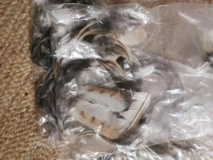 Photo of free Feathers (South Bermondsey SE15) #1