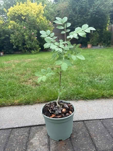 Photo of free Ash tree (WGC) #1