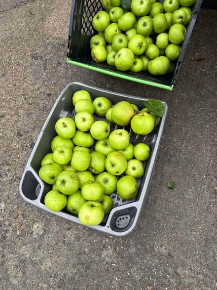 Photo of free Apples (Norbury CR7) #2