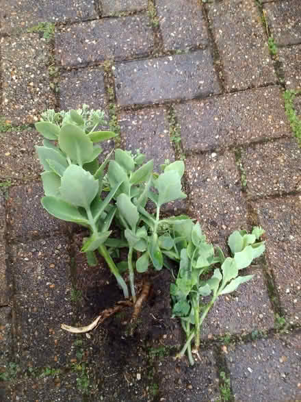 Photo of free Sedum, pink stonecrop (World's End RH15) #1