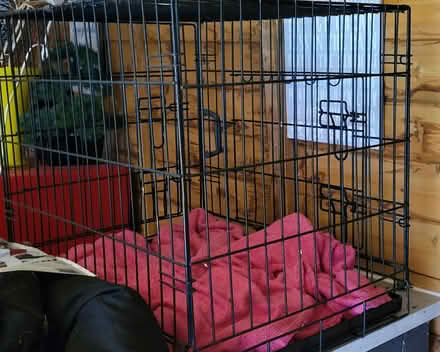 Photo of free Dog cage (Abbey Wood SE2) #1