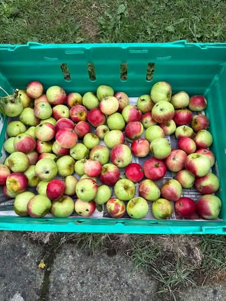 Photo of free Apples (Norbury CR7) #1