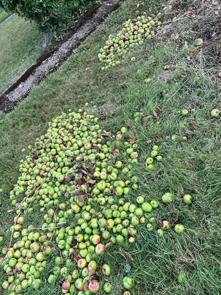Photo of free Apples (Penn) #1