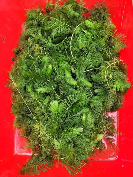 Photo of free Pond weed (Portslade by Sea BN41) #1