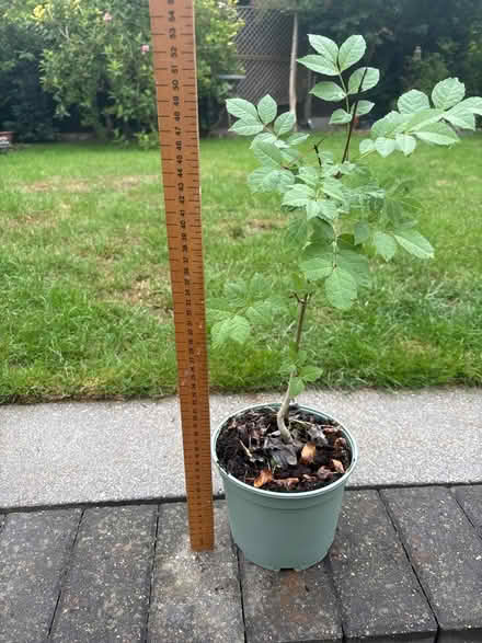 Photo of free Ash tree (WGC) #2