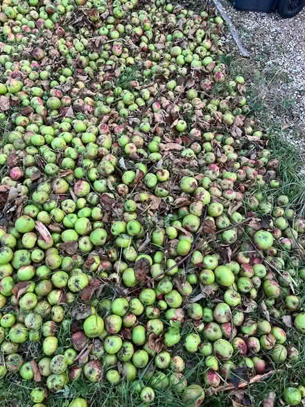 Photo of free Apples (Penn) #3