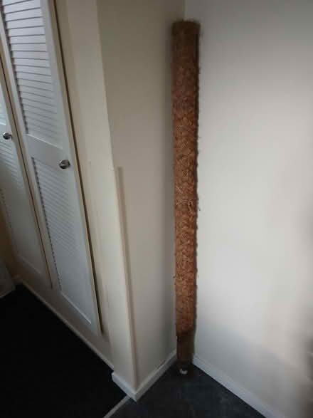 Photo of free Tall moss pole for houseplants (Biggleswade) #1