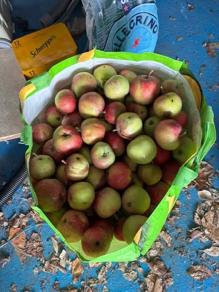 Photo of free Windfall eating apples (Eastbourne BN20) #1