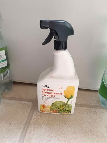 Photo of free Fungal treatment for roses (Ashingdon SS4) #1
