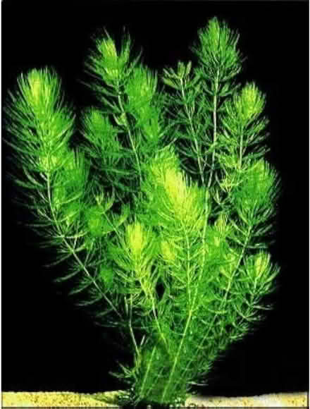 Photo of Hornwort Pond Plant (Tiptree CO5) #1