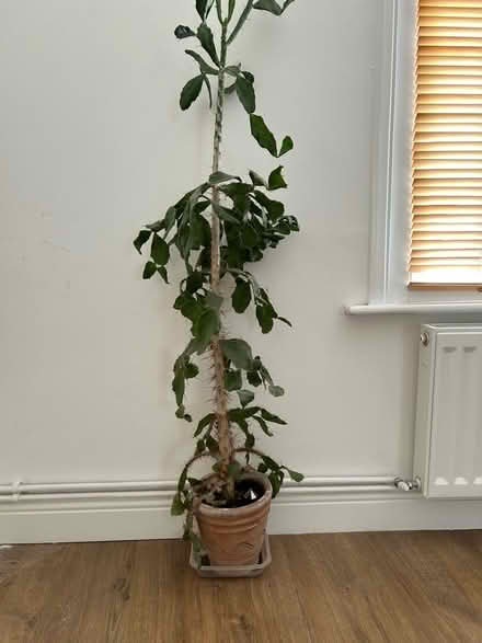 Photo of free Two cacti (CT13) #2