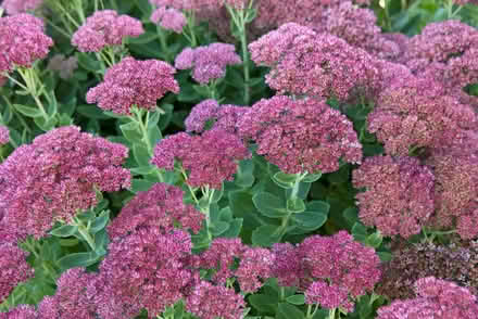 Photo of free Sedum, pink stonecrop (World's End RH15) #2
