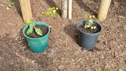 Photo of free Fuchsias (Kingsway) #1