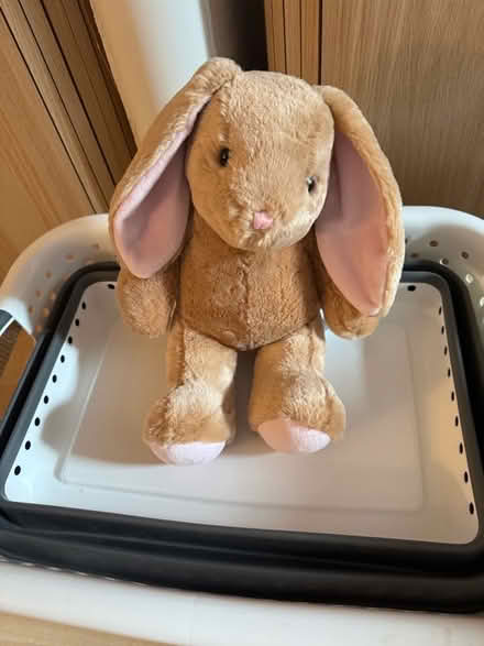 Photo of free Teddy bear (BT4) #1