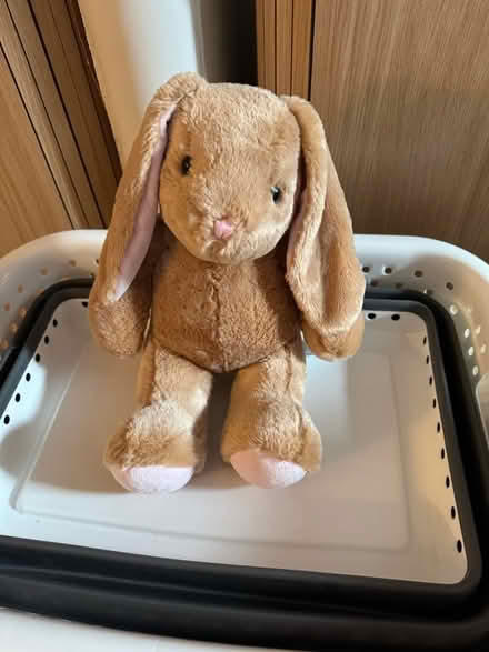 Photo of free Teddy bear (BT4) #2