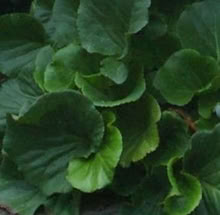 Photo of free Bergenia plant cuttings (Walton Superior WA4) #1