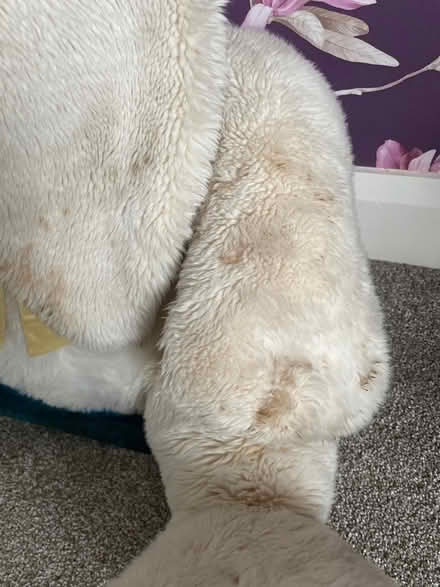 Photo of free Large Cuddly bunny (Timperley WA15) #2