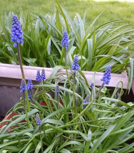 Photo of free Muscari Grape Hyacinth bulbs (St albans) #1
