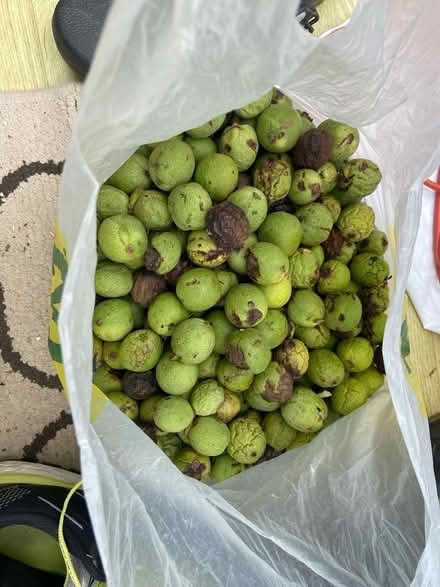 Photo of free Walnuts if anyone’s knows what (St Albans AL1) #1