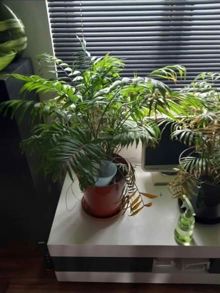 Photo of free Parlour plants (Cardonald G52 1RH) #1