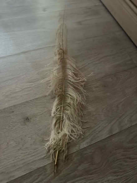 Photo of free Feather Quill (Oswestry SY11) #1