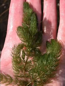 Photo of free Pond Plants (toxteth L8) #3