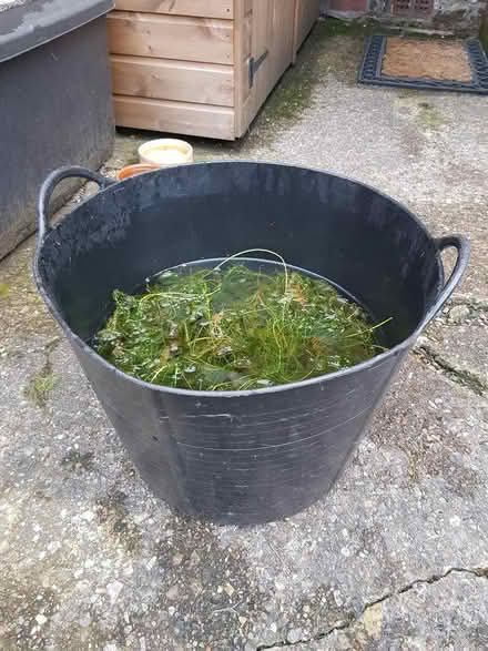 Photo of free Pond Plants (toxteth L8) #1