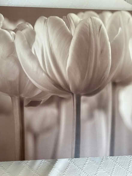 Photo of free TULIP PRINT framed picture (Collier row romford. RM5) #1