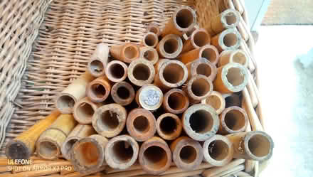 Photo of free Bamboo (Oxford OX4) #3