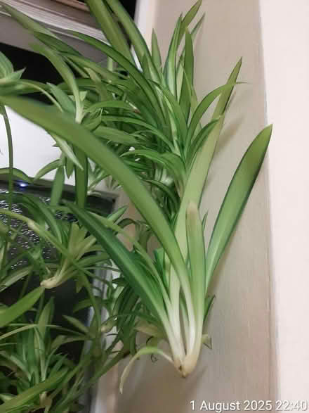 Photo of free 🌊7 CUTTINGS w/ rootbuds (Edgwarebury Lane) #1