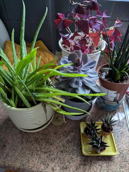 Photo of free Plants (Lowedges S8) #1