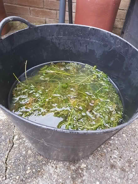 Photo of free Pond Plants (toxteth L8) #2