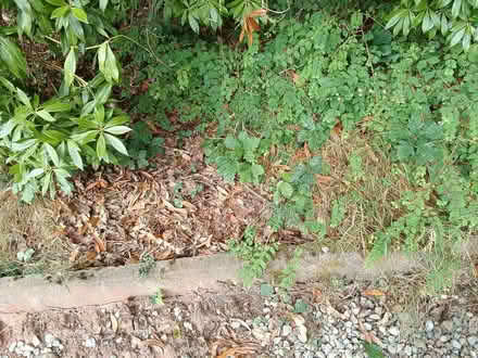 Photo of free Small oak saplings (Edwyn Ralph HR7) #4