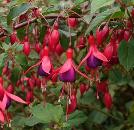 Photo of free Fuchsias (Kingsway) #2