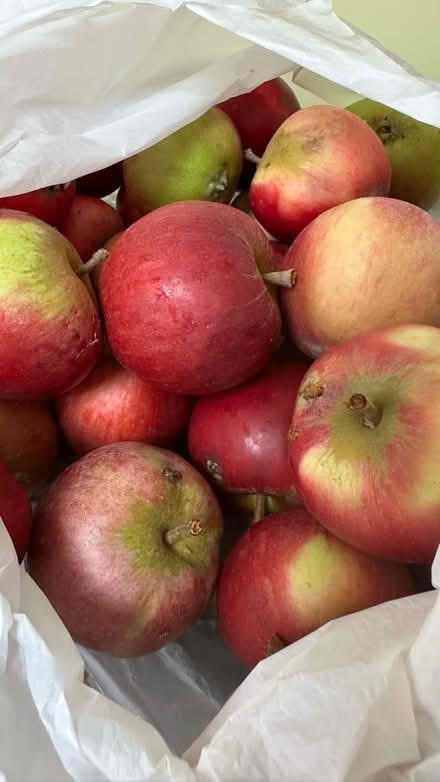 Photo of free Bag of apples (Lexden CO3) #1