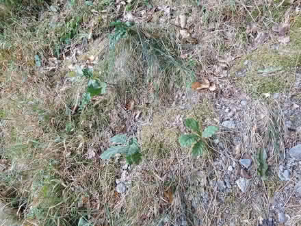 Photo of free Small oak saplings (Edwyn Ralph HR7) #1