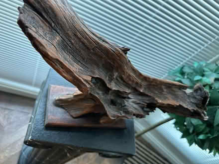 Photo of free Abstract drift wood sculpture (Hove, BN3) #2