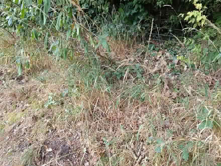 Photo of free Small oak saplings (Edwyn Ralph HR7) #3