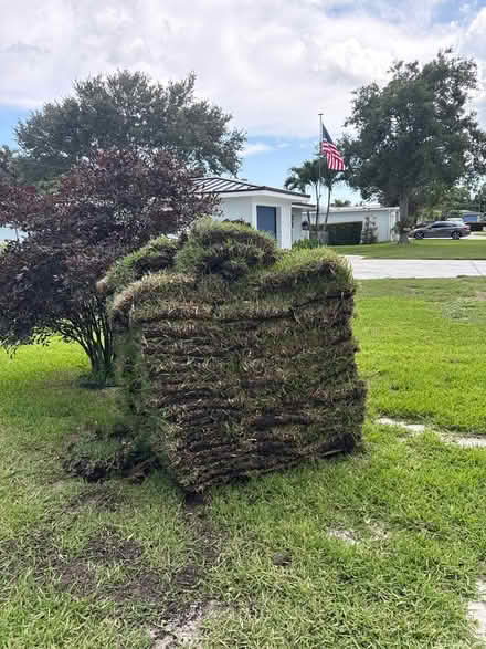 Photo of free Grass (Florida Gardens) #2