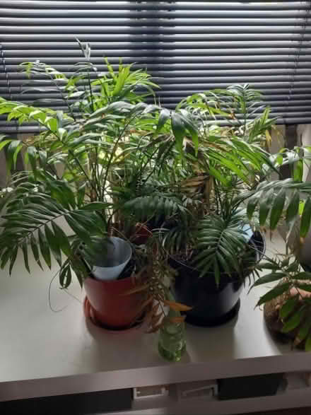 Photo of free Parlour plants (Cardonald G52 1RH) #2
