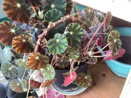 Photo of free Mature begonia (Burleigh GL5) #1