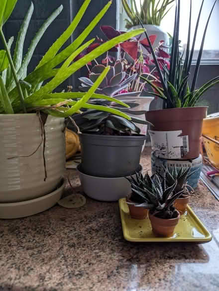 Photo of free Plants (Lowedges S8) #2